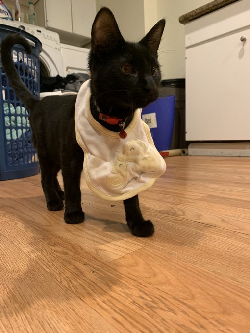 I put bibs on them and it&rsquo;s cutest thing ever https://t.co/KCXHwIe4fK<a href="/tag/newprofilepic"class="tags"><span>#newprofilepic</span></a>