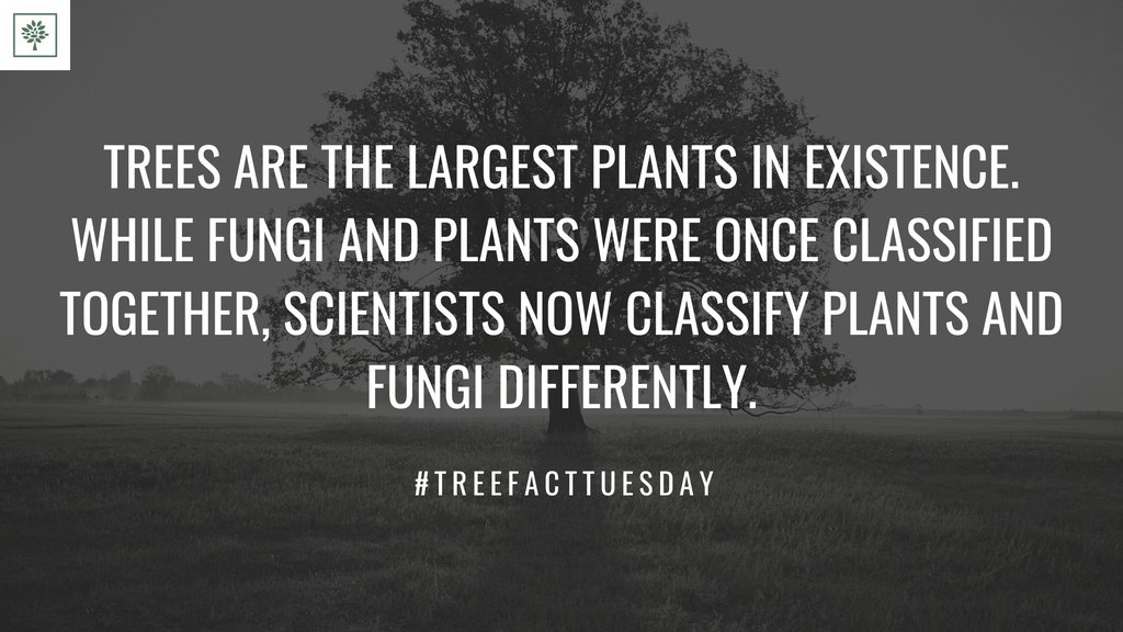 TreesForBooks's tweet image. #treesforbooks #treefacttuesday