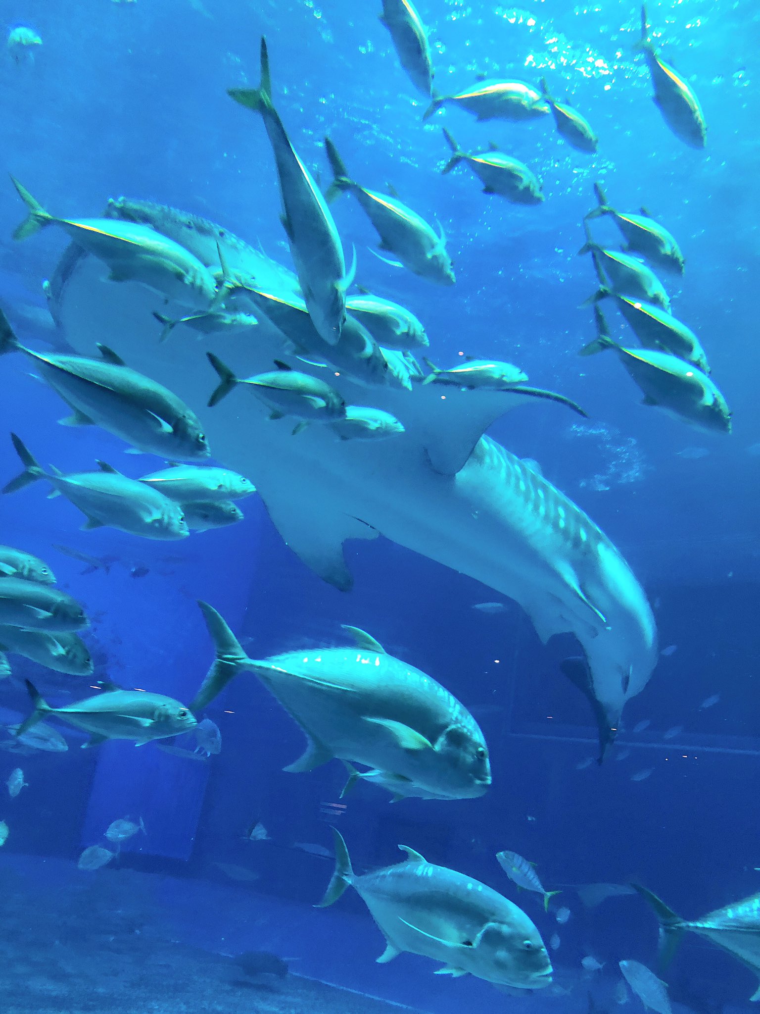 えび シーとランド行って水族館巡りした後沖縄で果てる 観劇行きたいスピッツライブ行きたいディズニーシー行きたい沖縄と水族館行きたい T Co Nsd0tygmqw Twitter