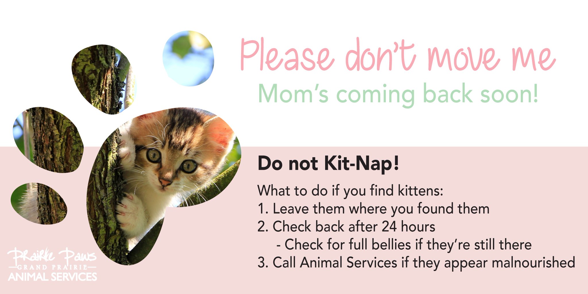 Grand Prairie Animal Services Myimpactpage Grand Prairie Animal