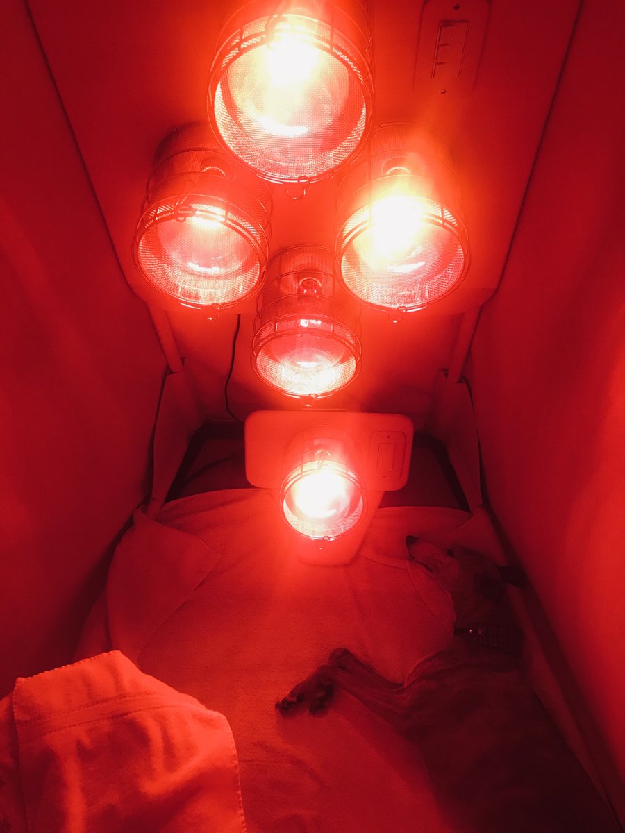 GeorginaDalton's tweet photo. Sharing the infrared sauna with my heat loving whippet #wellbeing #selfcare @SaunaSpace #halfFinnish https://t.co/1k9YeSSadK