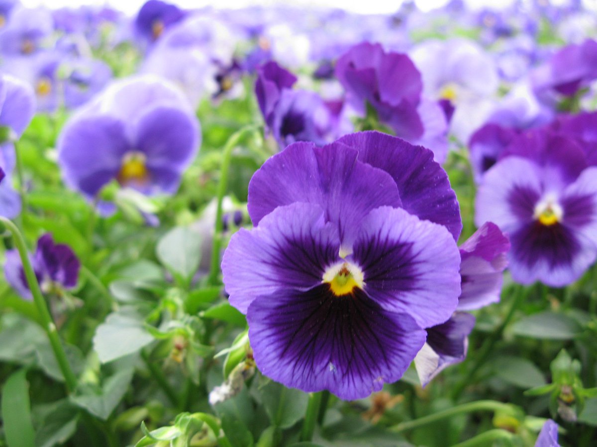 NeedhamHistory's tweet image. PANSY DAY is BACK! The Needham History Center &amp;amp; Museum will host the triumphant return of its annual Pansy Day plant sale on Saturday, April 10, from 9 am to 3 pm, 1047 Central Ave, Needham.

Special thanks to sponsors Needham Garden Center, Roche Bros. &amp;amp; Volante Farms.