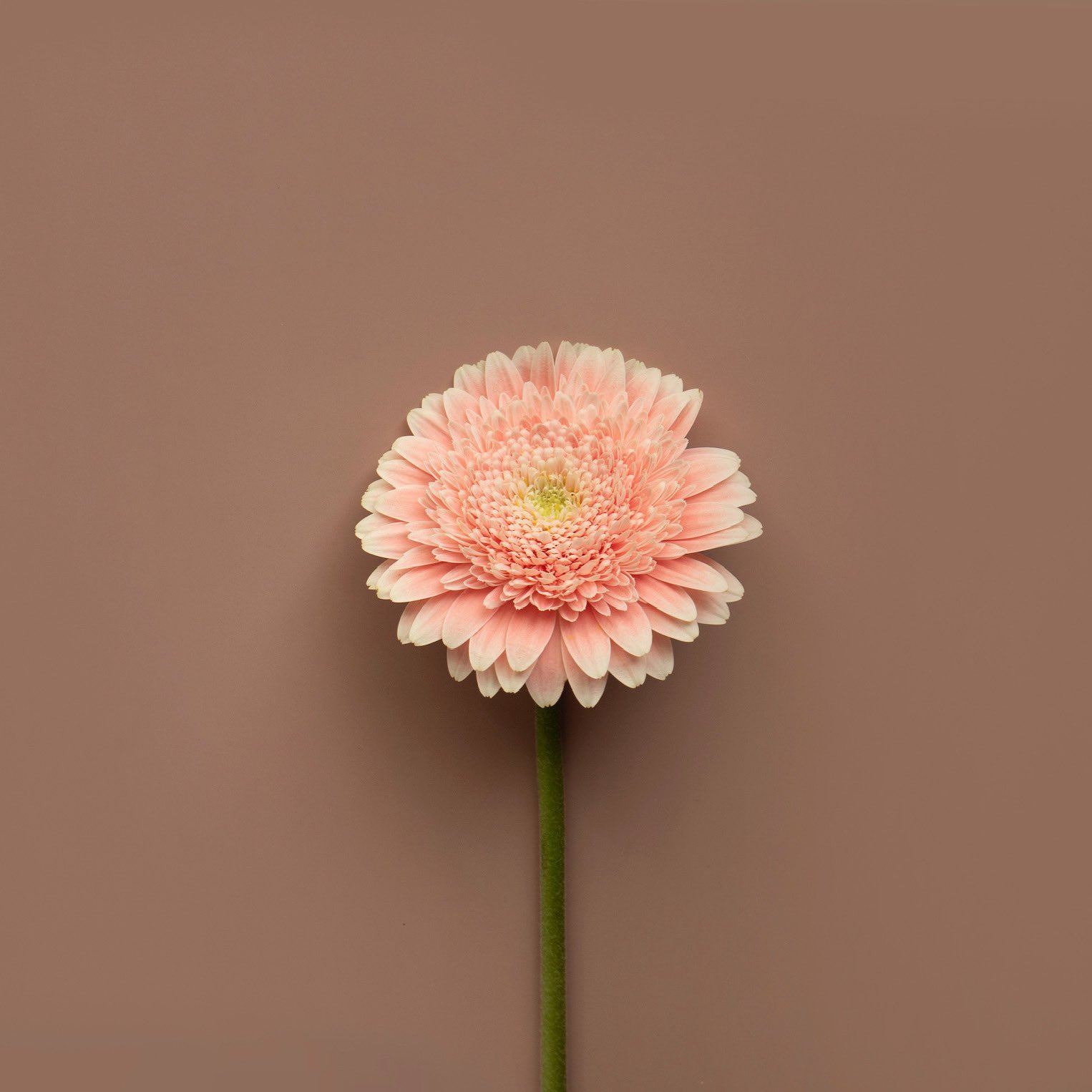 𝐀𝐦𝐛𝐢𝐚𝐧𝐜𝐞 𝐏𝐚𝐩𝐞𝐫 ガーベラ 背景紙 011 ミルクココア Ambiancepaper アンビアンスペーパー フォトスタイリング 背景紙 T Co Gdmbmj2gqv Twitter 𝐀𝐦𝐛𝐢𝐚𝐧𝐜𝐞 𝐏𝐚𝐩𝐞𝐫 ガーベラ 背景紙 011 ミルクココア Ambiancepaper アンビアンスペーパー フォトスタイリング 背景紙 T Co Gdmbmj2gqv Twitter