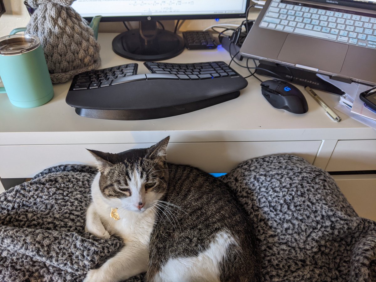 import_astroRy's tweet photo. Can't tell if he wants to help me with my final, or distract me so I don't finish 😺

That's a "how dare you stop petting me to take photo face", so I'm leaning towards the latter! https://t.co/XLyfkm6xO3