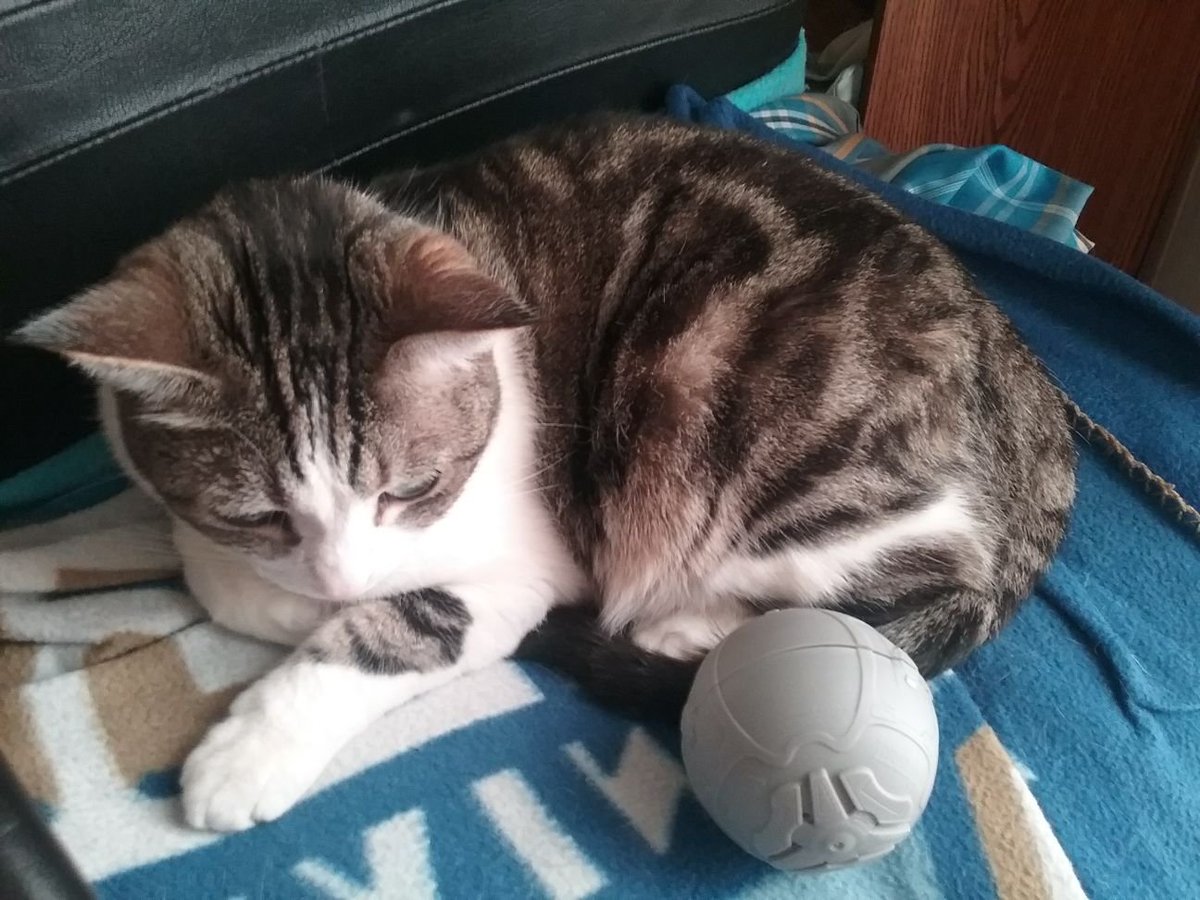 Broborderlands's tweet image. Some more pictures of my cat Mittens.