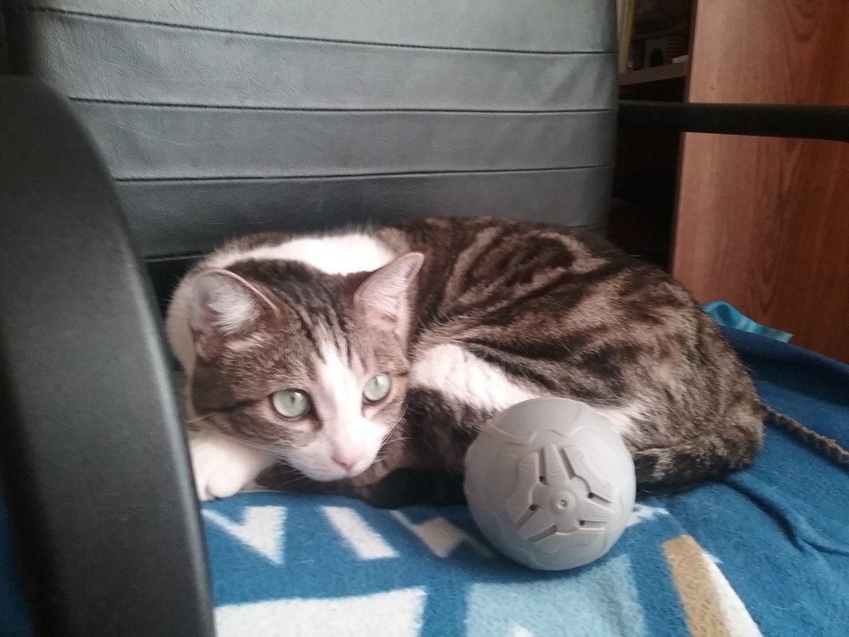 Broborderlands's tweet image. Some more pictures of my cat Mittens.