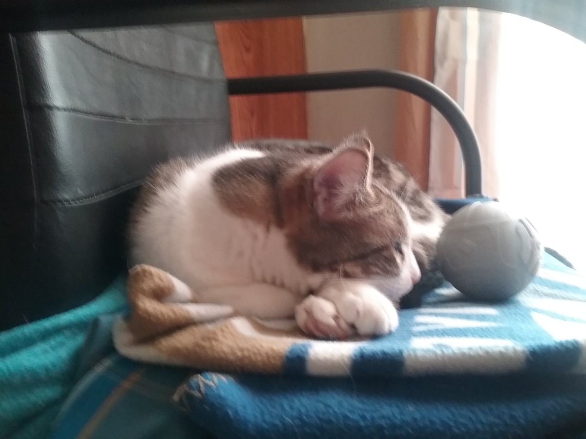 Broborderlands's tweet image. Some more pictures of my cat Mittens.