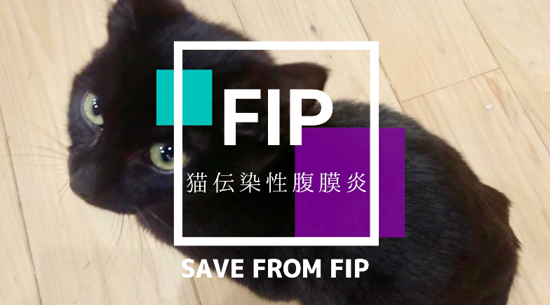 happa_chan2525's tweet photo. 【拡散希望】FIP(猫伝染性腹膜炎)にかかった子黒猫に力を貸してください🐱🌱

保護猫カフェのcat'scafeねこじゃらし（@cat_nekojarashi）のずっころ君のFIP治療へのチャリティと寄付についてです！この動画の収益は全て寄付いたしますのでぜひ拡散をお願いいたします🙇‍♀️

 https://t.co/8PExph85qI https://t.co/7TnMMGV06t