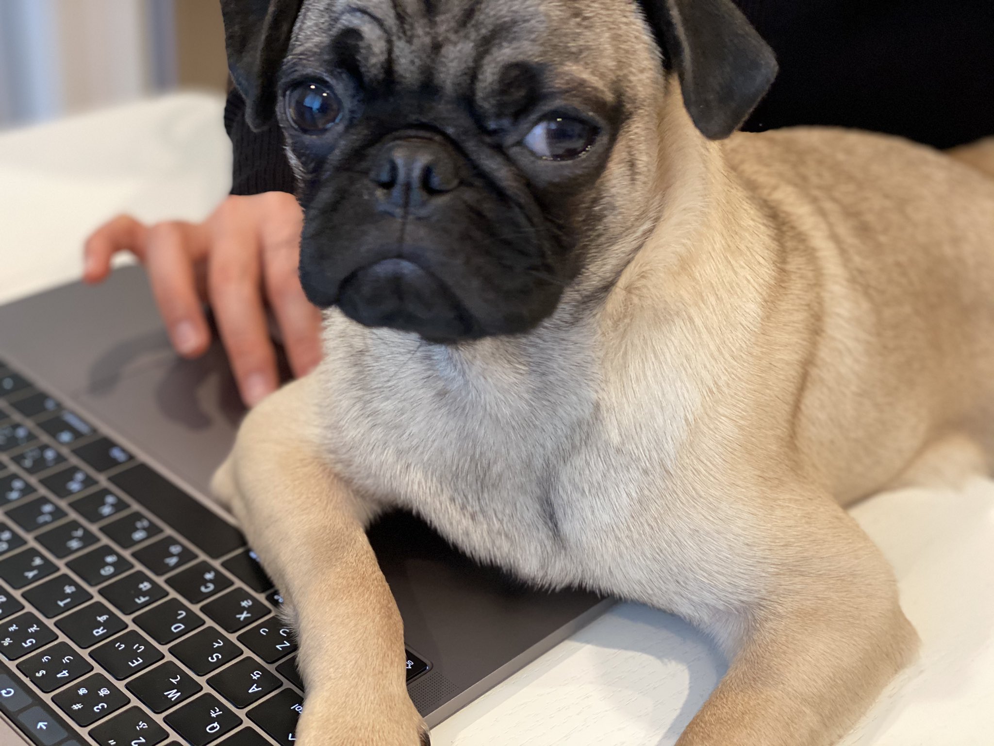 パグの ひらまさ Hiramasa Pug Youtube配信中 おっおー 仕事に対する積極的な姿勢ね 評価しますw テレワーク パソコン テレ コロナ 在宅 勤務中 犬 リモートワーク Dog