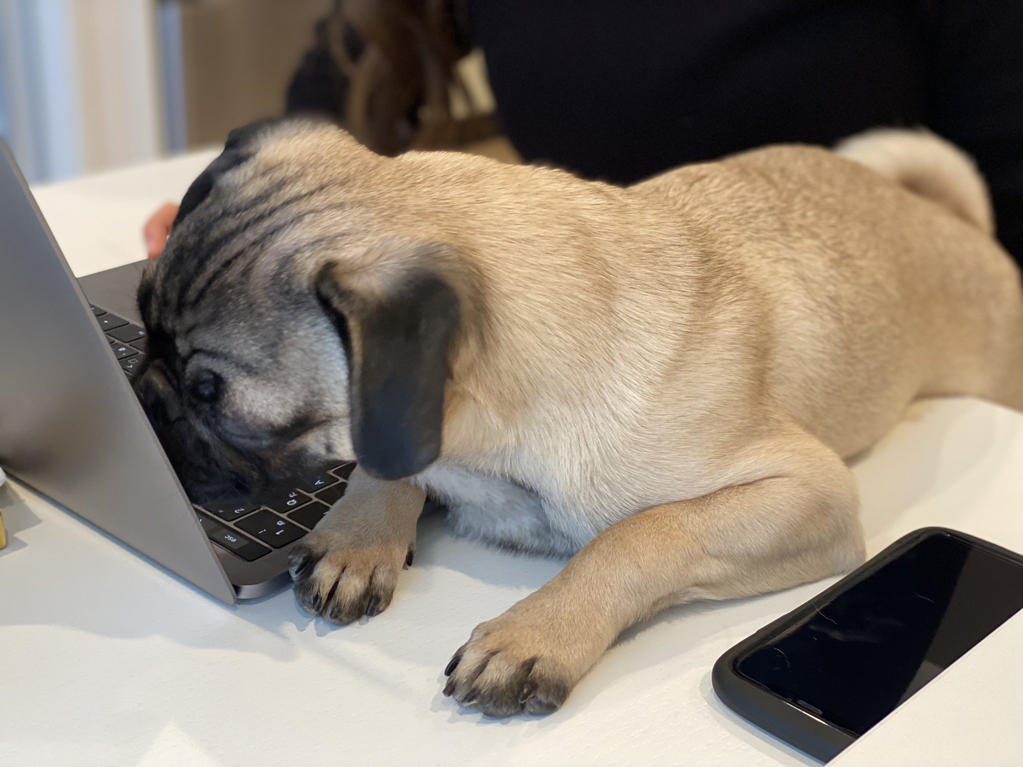 パグの ひらまさ Hiramasa Pug Youtube配信中 おっおー 仕事に対する積極的な姿勢ね 評価しますw テレワーク パソコン テレ コロナ 在宅 勤務中 犬 リモートワーク Dog
