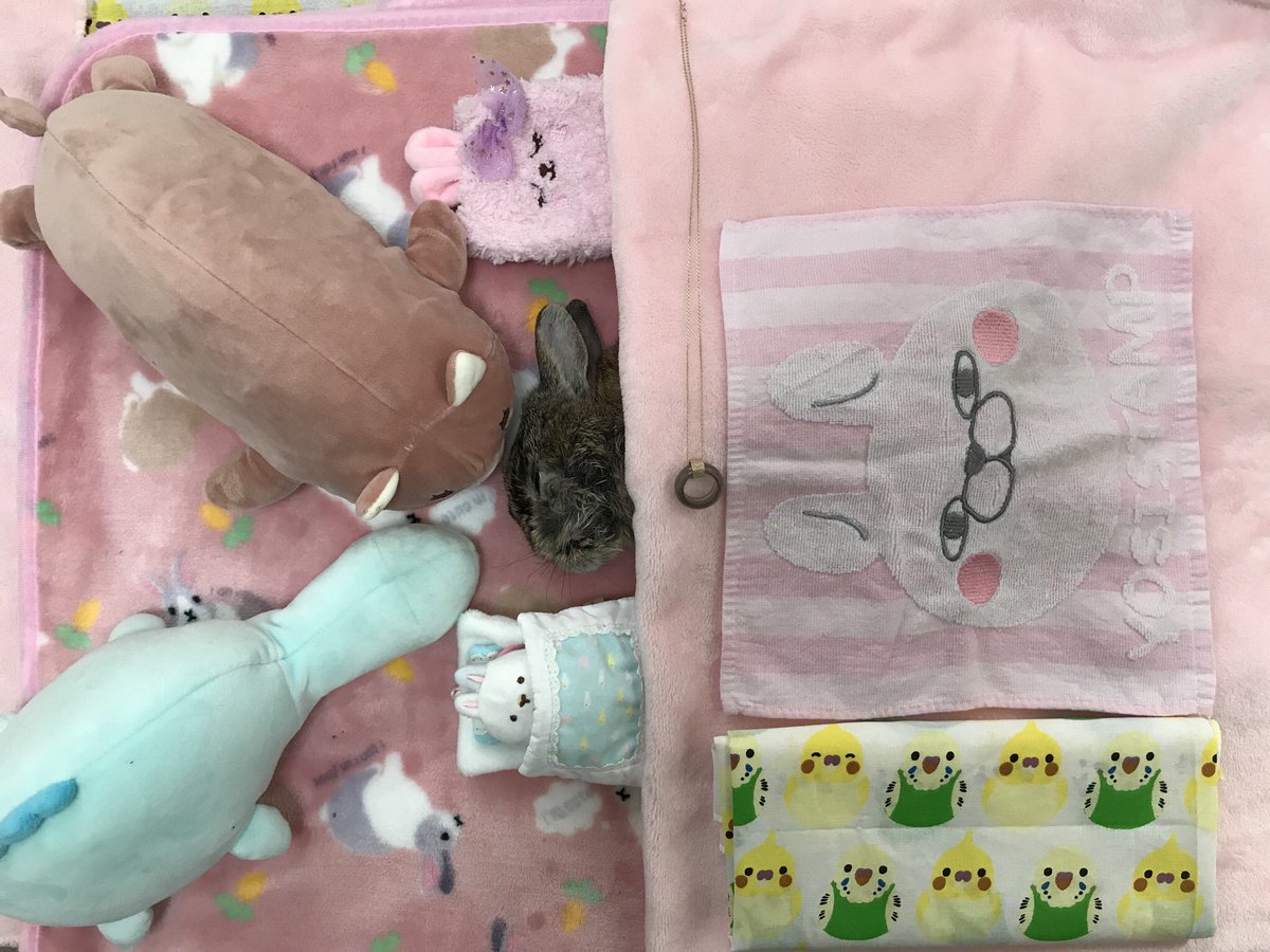 KT Jackson🥕🐇マーモット🍘🐿️ tweet media