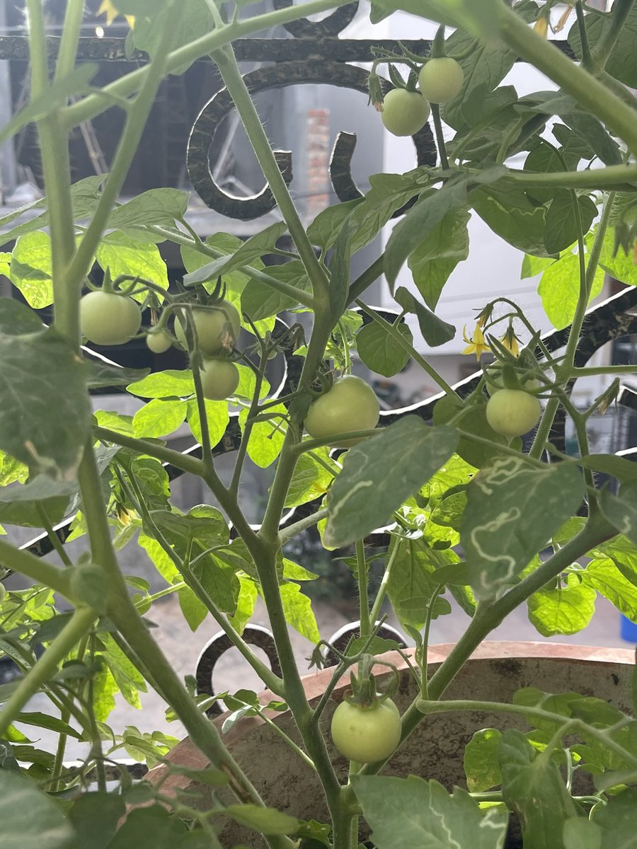 pankaju17's tweet photo. Balcony kitchen garden ! #Tamatoes #WedesdayMorning #WednesdayMotivation https://t.co/QhdrSpidhM