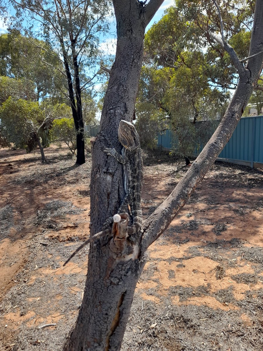 AddsieS's tweet image. You never know what you'll find in a tree when gardening @SirWonderLlama @MilduraWeekly @theweeklytimes @EWNAlerts @ParksVictoria @DELWP_Vic @MalleeCMA @BushHeritageAus @Mallee_News