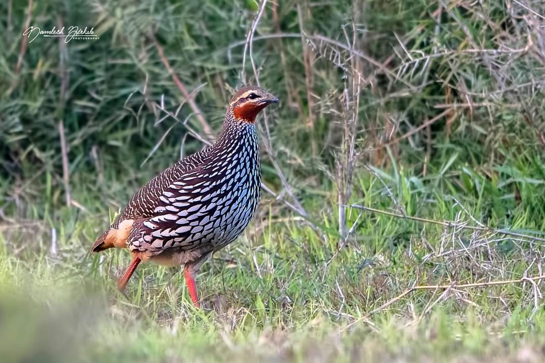 KB1997_'s tweet photo. Swamp Francolin
#Maguri #Assam, February 2020.
#IUCN status #vulnerable. Shy &amp; hard to see in open, bird of marshy land in #terai along Himalayan foothills &amp; #Brahmaputra Valley.

Pic - Kamlesh Mirkale
https://t.co/bQqYVOPhgN
#birds #birdwatching #birdphotography #IndianBirds https://t.co/BZV3CTLFxg