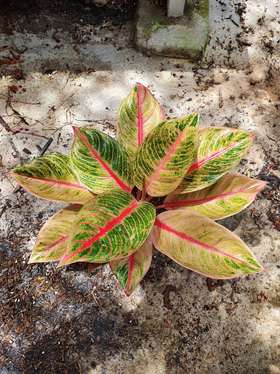 AndreBontit's tweet photo. Aglaonema veronica Golden https://t.co/0kIjH91CMo
