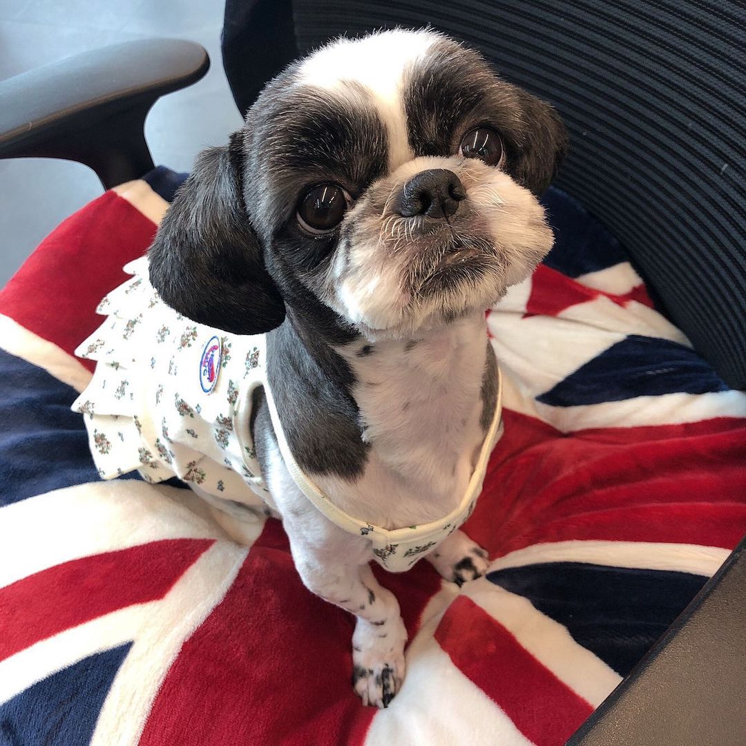 MoonSuinnPH's tweet photo. 20210317 @/suinn92 instagram update

Caption:
Crouchies in pretty clothes for spring 🐶
#Cookie #MoonCookie #Long time no see😩
@/onoffdog_official 

#MoonSuInn #문수인 #쿠키 #문쿠키 https://t.co/DCWSC05KqM