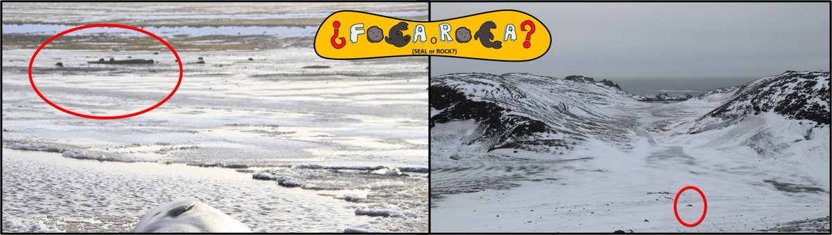 ApecsChile's tweet photo. ¿Es una FOCA o UNA ROCA? ¿Tal vez ambas son focas? Es muy difícil distinguir entre ambas. ¿Crees que puedes hacerlo? ¡Escribe qué imagen muestra UNA FOCA! IZQUIERDA, DERECHA, AMBAS o NINGUNA ¡publicaremos la respuesta más tarde! ¡Un desafío FOCA O ROCA todos los días! #CLvsNO https://t.co/MKDcYZn8SS