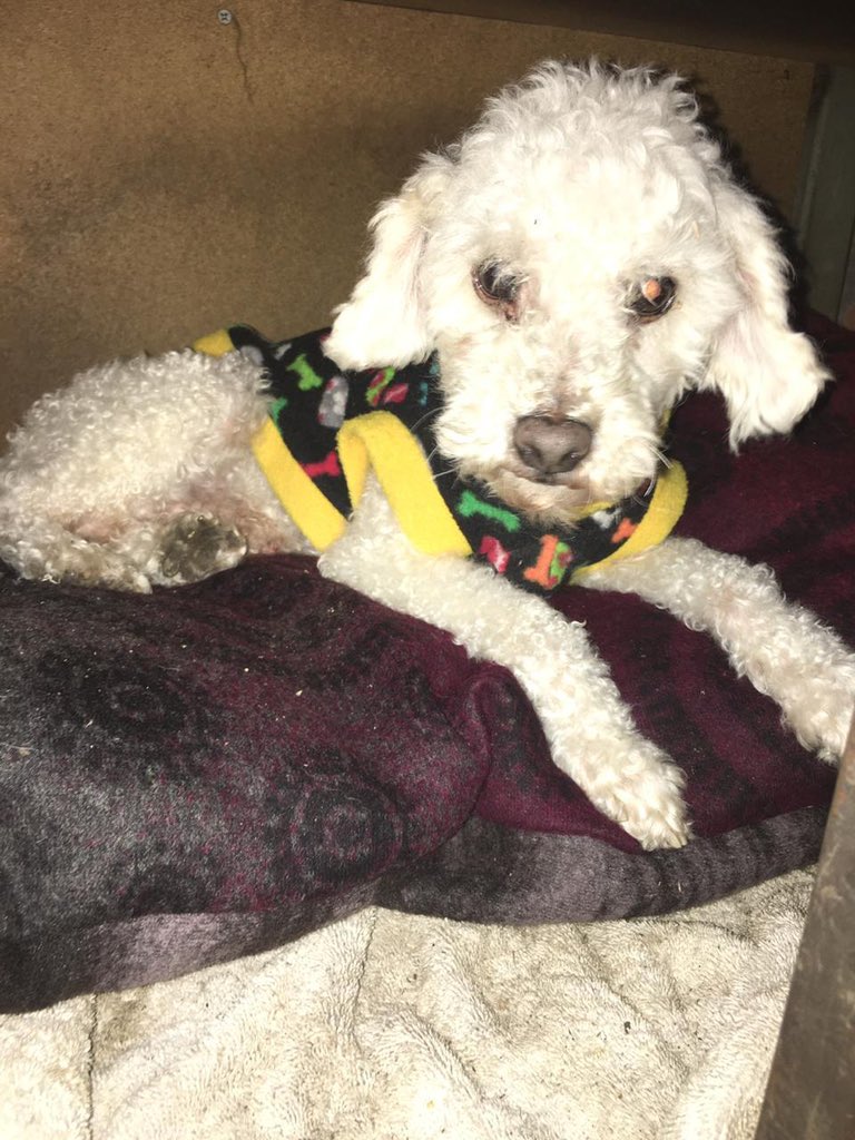 DanisaPilaar's tweet image. Se perdió este perrito (el snoopy) por La granja, serena con rio petrohue RT porfa 🙏🏼 @PatssyPatt_ @carolinapinoc  @AnimalParaiso @Animalperdidocl  @PerrosPlazaHuem @Dannnnigomez @pe