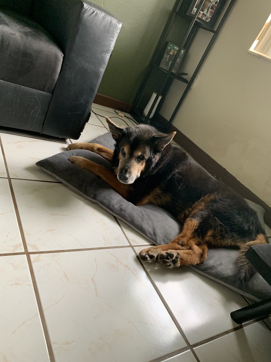 Happy 16th birthday Nick.... mi viejito fiel..... All dogs go to heaven 💕💕💕