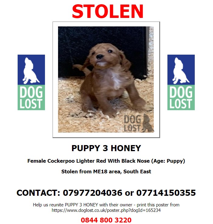 DogLostUK's tweet photo. #STOLEN #DOG HONEY #PUPPY 3  
Female #Cockerpoo Lighter Red With Black Nose 
Stolen in Home Burglary #Laddingford #Kent #ME18 
1 of 6 STOLEN ID.165171
12th March 2021 
#StolenDog #DogTheftCrisis #PetTheftAwarenessWeek 
@SAMPAuk_ @DogLostUK @kent_police 

https://t.co/mENGQ3XLs8 https://t.co/SWWtay0puP