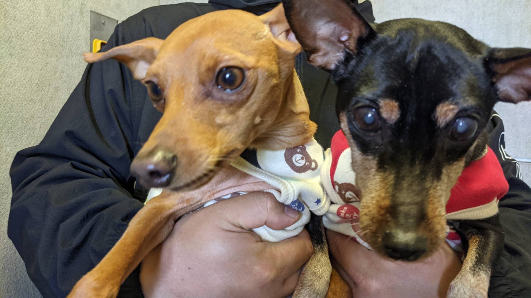 ミニピンのピンキー チョロ助 朝はお散歩 エレベーターは抱っこ 朝から元気やわ ミニピン 運動量えぐい お散歩 可愛い 犬好き T Co Lj5pxs5w3r Twitter