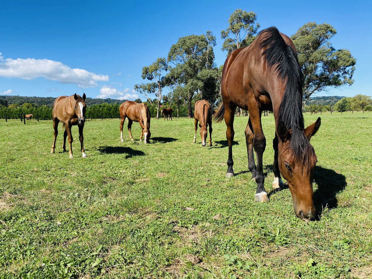 BreakingWbf's tweet photo. Boys Club! Hanging out with 5 of my Ready To Run colts. Follow me to stay up to date with their preparation toward the 2021 R2R sale! @inglis_sales @arrowfieldstud @ballygrovestud #R2R #pariah #mikkiisle #headwater #starwitness #palentino #wbfthoroughbreds #wbfbreaking https://t.co/yaybCK7AjF