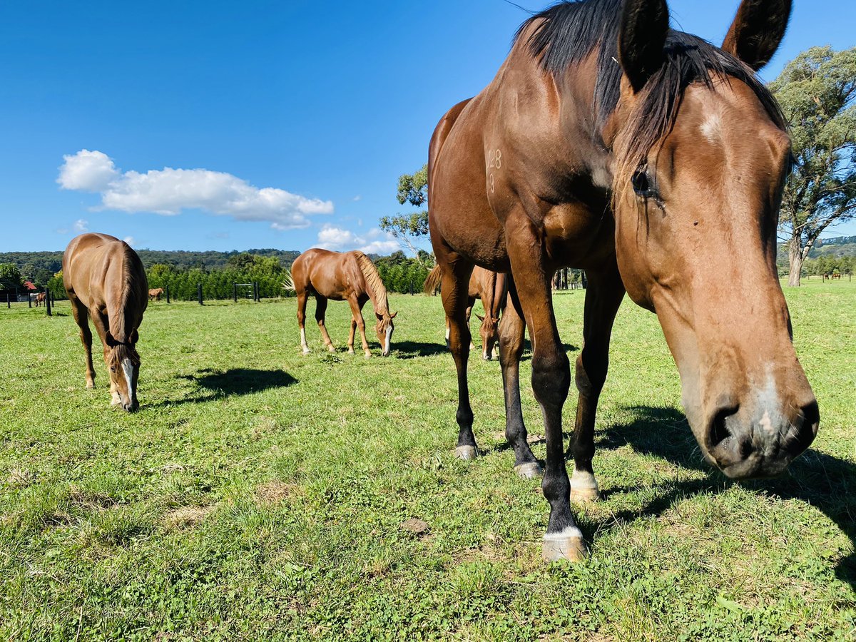 BreakingWbf's tweet photo. Boys Club! Hanging out with 5 of my Ready To Run colts. Follow me to stay up to date with their preparation toward the 2021 R2R sale! @inglis_sales @arrowfieldstud @ballygrovestud #R2R #pariah #mikkiisle #headwater #starwitness #palentino #wbfthoroughbreds #wbfbreaking https://t.co/yaybCK7AjF