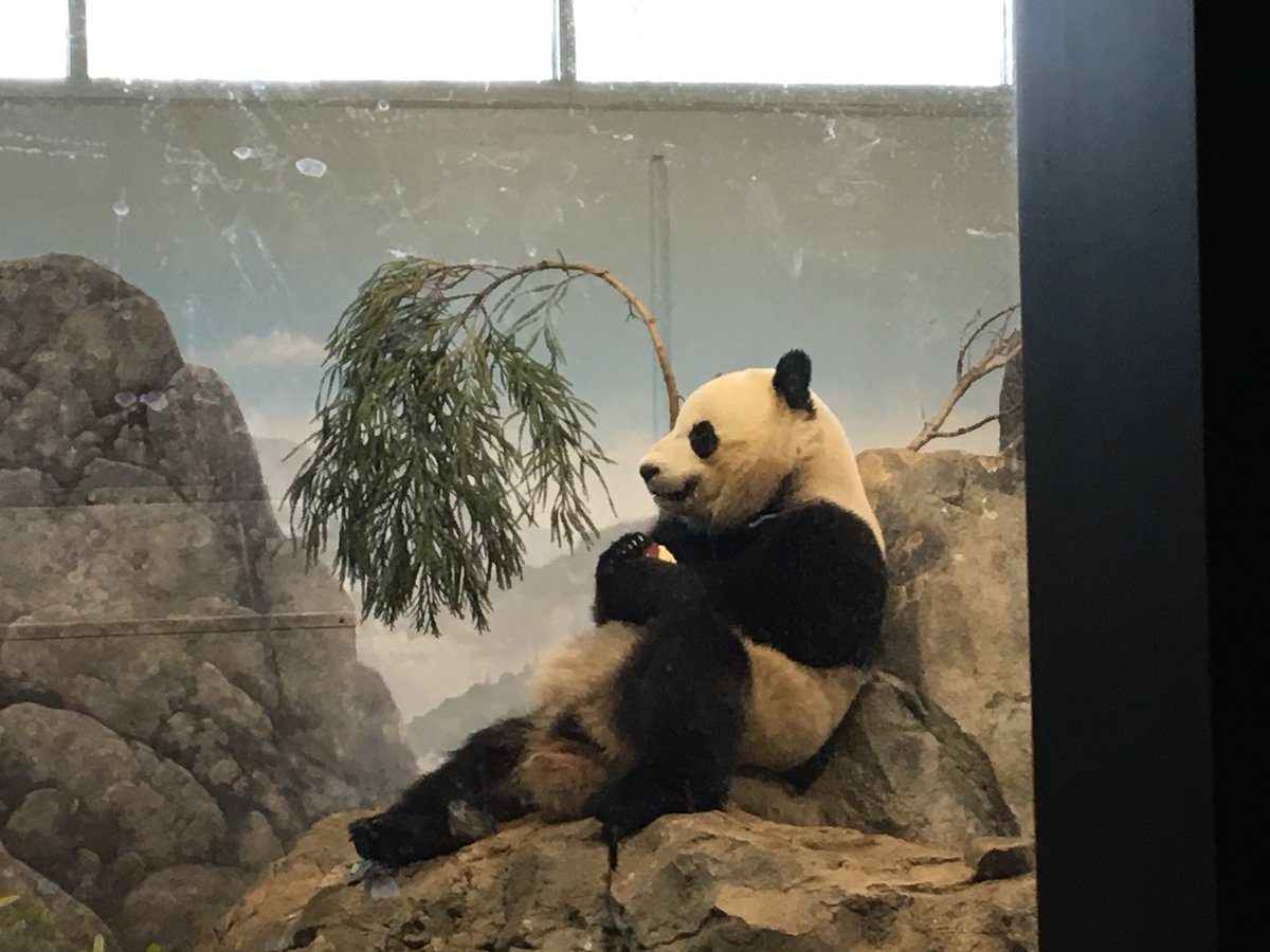 CharmCityPanda's tweet photo. @DodgerAmes @NationalZoo @tiantianpanda97 @MommyMei98 @houseofcubs @DCPandaCub4 😍🐼 only four frames allowed on Twitter so adding my #SoulBear to this awesome family for you! https://t.co/5ikuXCBv4G