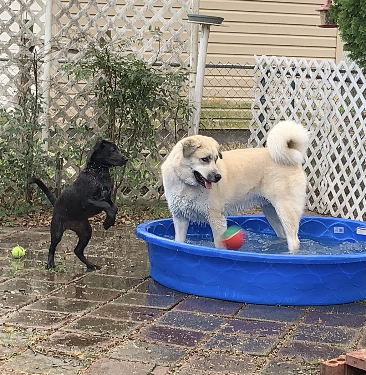 Beary ASMR tweet media