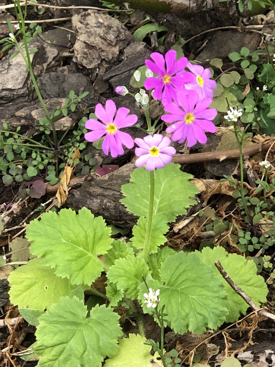 slc6271's tweet photo. おはようございます☀
春をこの小さな花が運んで来ました。毎年この時期になると庭に自生している「サクラソウ」が春を告げます♪🤗
#春の香り
#春の使者
#サクラソウ https://t.co/CbSX8uV7ok