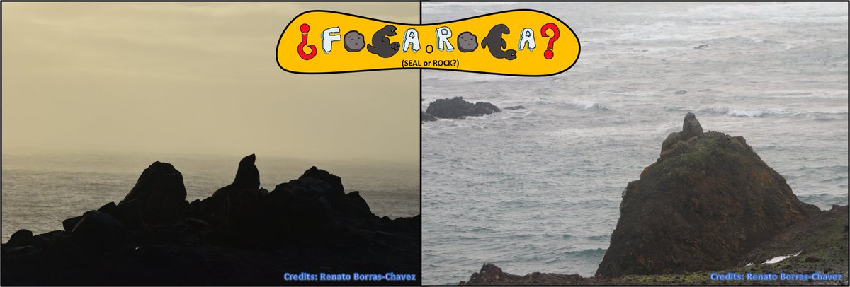 ApecsChile's tweet photo. ¿Es una FOCA o UNA ROCA? ¿Tal vez ambas son focas? Es muy difícil distinguir entre ambas. ¿Crees que puedes hacerlo? ¡Escribe qué imagen muestra UNA FOCA! IZQUIERDA, DERECHA, AMBAS o NINGUNA ¡publicaremos la respuesta más tarde! ¡Un desafío FOCA O ROCA todos los días! #CLvsNO https://t.co/73vEdWwHvO