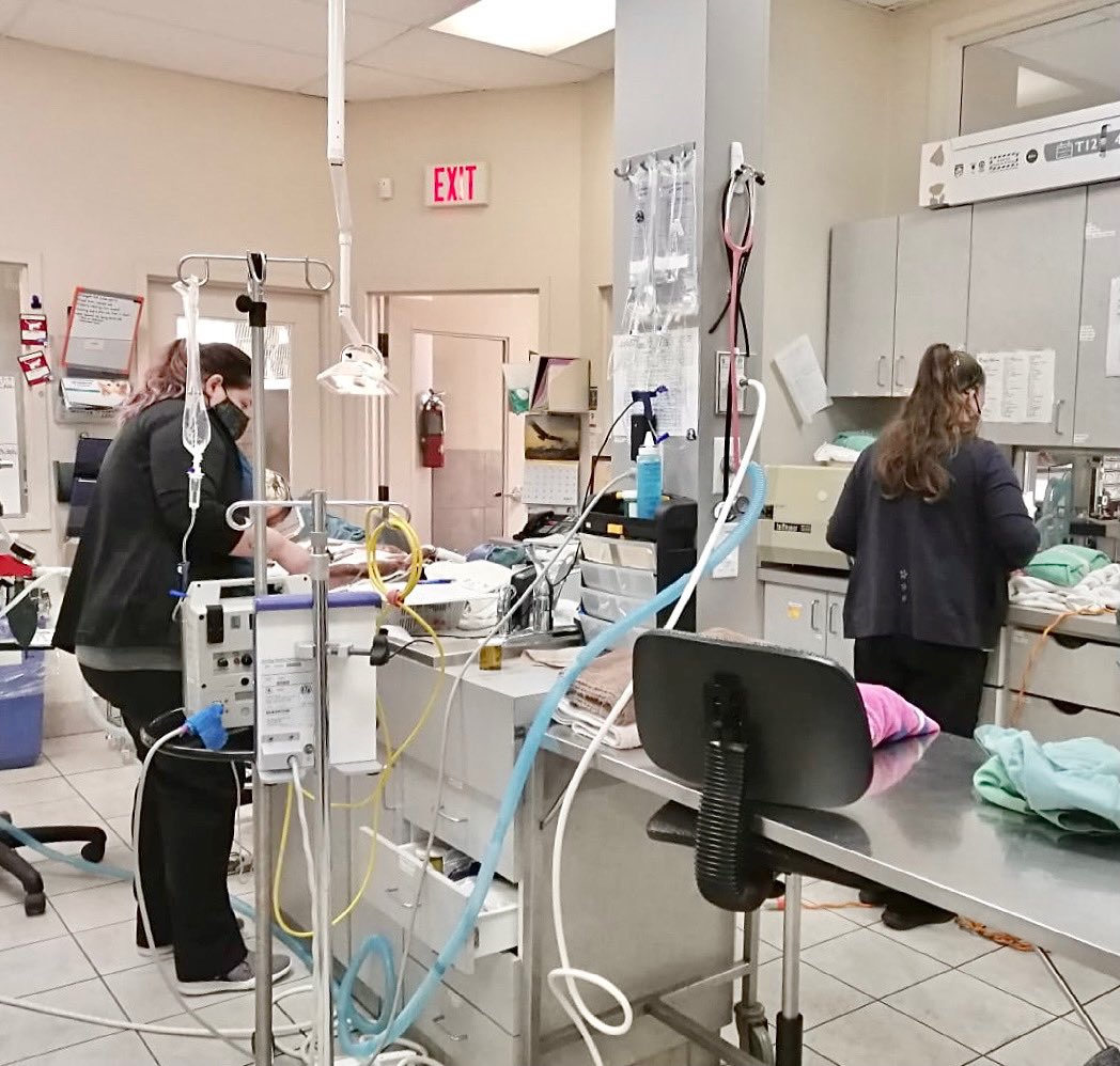 MillikenVets's tweet image. It was a busy day at the clinic with a dental procedure going on in the afternoon ✨🦷
#teamatwork #busyday