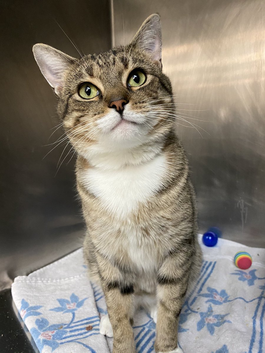 Associated Humane Societies - Newark Branch tweet media