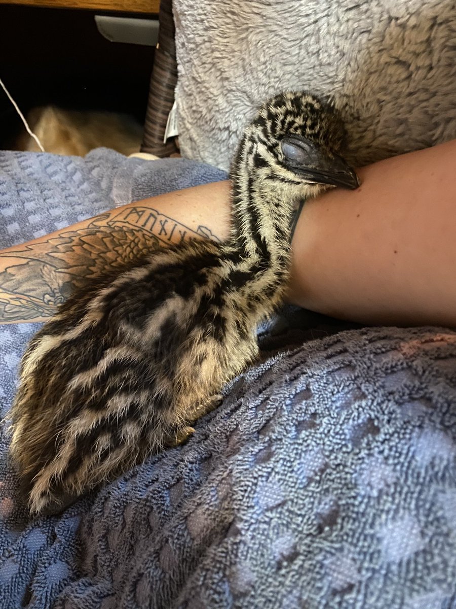crhoads18's tweet photo. Sleepy baby. https://t.co/N7bkHCTL7y