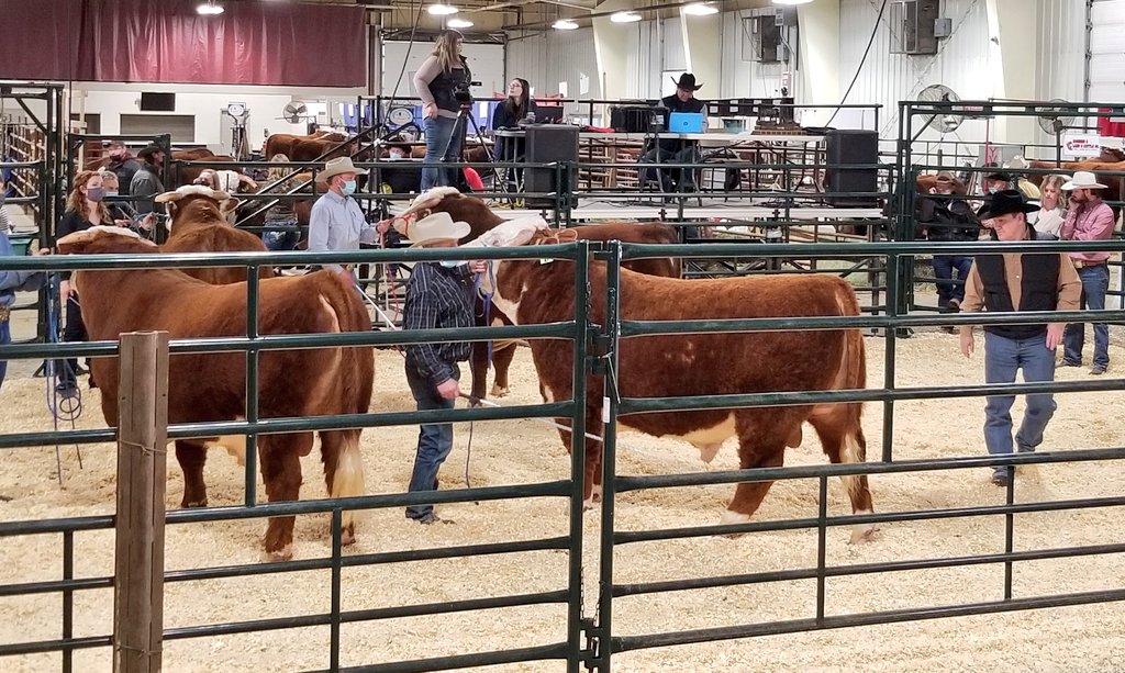 CAN_Hereford's tweet photo. Judge Scott Pahl selected LBH 237B Billy Lad 235G as his Medicine Hat Grand Champion. He is Lot 33 in the sale. Church Ranch had Reserve Grand Champion with Lot 5, NGC 150C Greenbacks 92G. Sale starts at 1 pm tomorrow. Watch and bid online @DirectLivestock https://t.co/OBfBgc88Wi