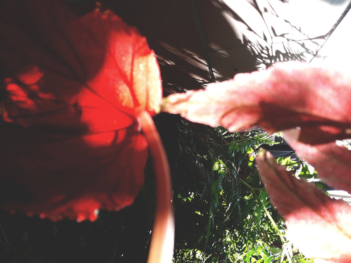 diana_therose's tweet photo. #flowers #garden #lifestyle #beauty #naturelovers #countryside #simplethings #delicate #romantic #plants #precious #flowerlovers #homegarden #beautifullight #silhouettes #silverspot #silhouettes #redlight #redplant https://t.co/kJNA18PX0T