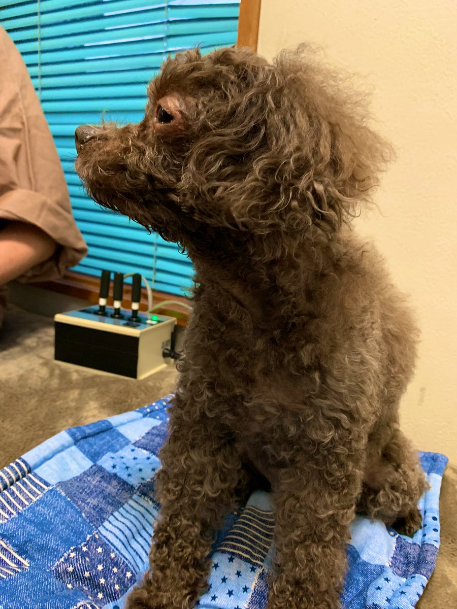 トイプードルのフォーン 脳腫瘍闘病中 こないだの熱鍼療法 放射線治療の副作用と 腫瘍のケア 座ってくれてて助かります 薬の服用の影響もあり 腎臓が硬いと言われました 良くなるかな 腫瘍なくなれ 脳腫瘍 犬の病気