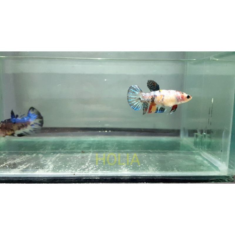 HinggarNugroho's tweet photo. Saya menjual Cupang Giant Betina Bahanan... seharga Rp. Dapatkan di Shopee sekarang! https://t.co/FaFK5R3d85 #ShopeeID https://t.co/v0RDx39qw8