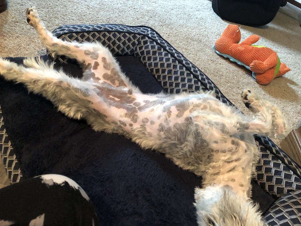 OttoBrahmsEsq's tweet image. Check out all my amazing spots on my belly and chest 🤪🤗 🤩 #spotteddog #SchnauzerGang #dogsoftwitter #stretch