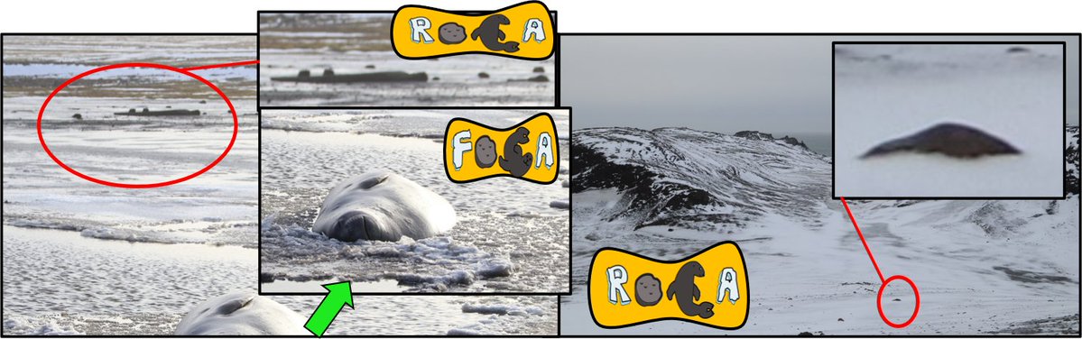 ApecsChile's tweet photo. La foto de la izquierda: un montón de rocas pero, ¿qué es eso frente a nosotros? Eso sí es una Foca! (un elefante marino). Es difícil decir que hay en la imagen de la derecha desde tan lejos y al bajar la colina, te quedas con la frustración de que era solo una ROCA. #CLvsNO https://t.co/TlsnyZ9ugy
