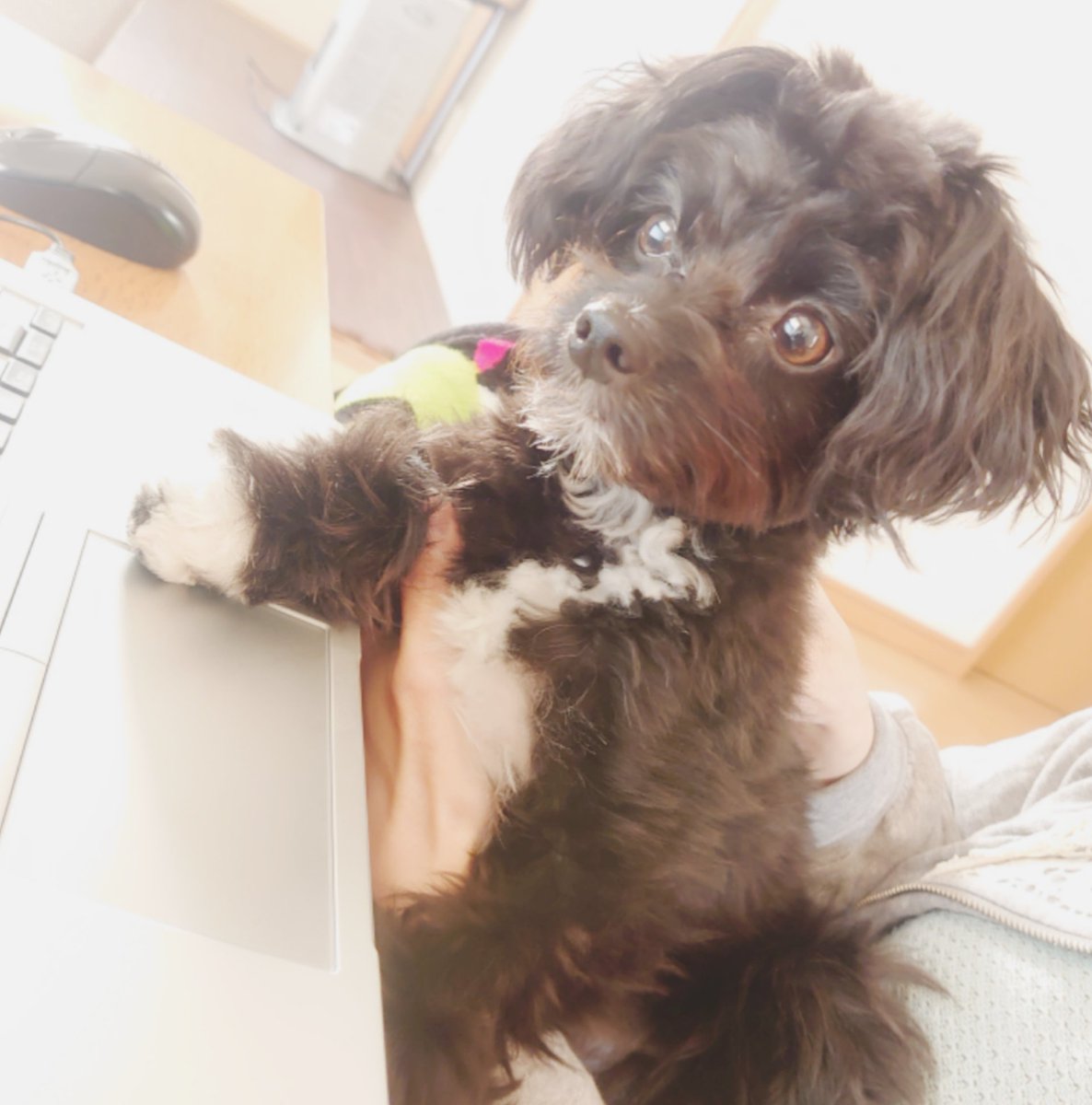 パピプー