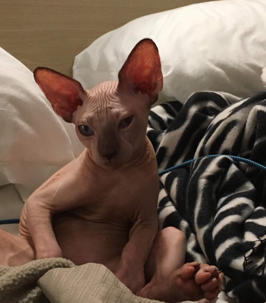 💸💸💸CatsApp Me💸💸💸