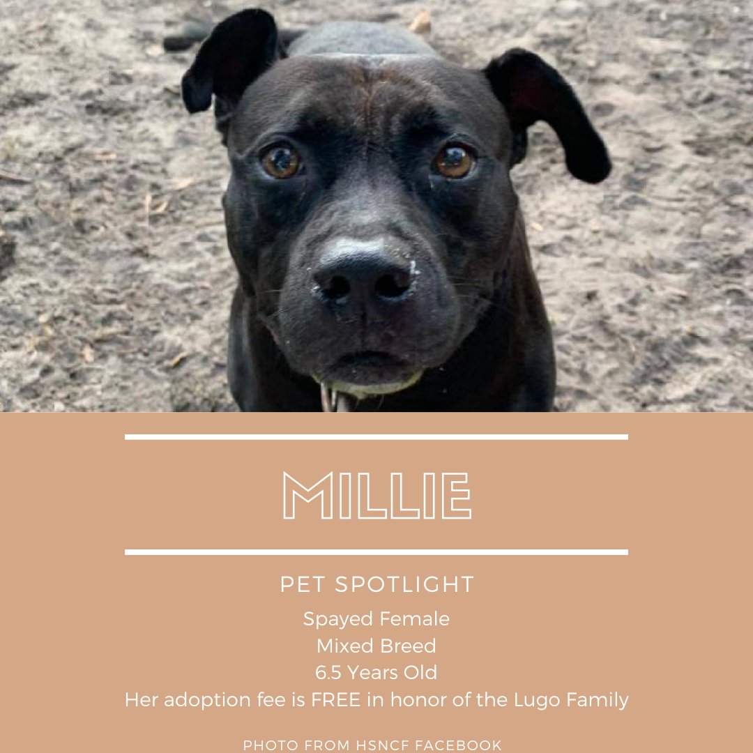 UniversityFur's tweet photo. This weeks pet spotlight is...Millie! https://t.co/pdm7EcK2d1