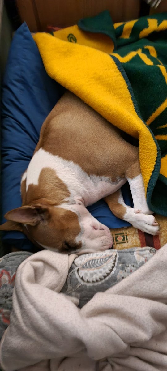 Morning paw pals...sleeping in this morning #happy #bullies #bullterrier #beauty #dogs #dogsoftwitter #love #lazy #sleeping