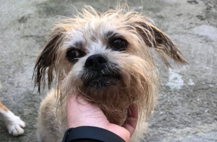 SosAbuelos1's tweet photo. #CHISPA (10 AÑITOS) PONTEVEDRA
Su familia ya no lo puede tener.
Es muy bueno y cariñoso pero tiene síndrome de Cushing, lo que implica tratamiento crónico de por vida..
Sabemos que no lo va a tener fácil para encontrar una familia, pero vamos a trabajar duro en ello

667519646 https://t.co/wfl7yd83pm