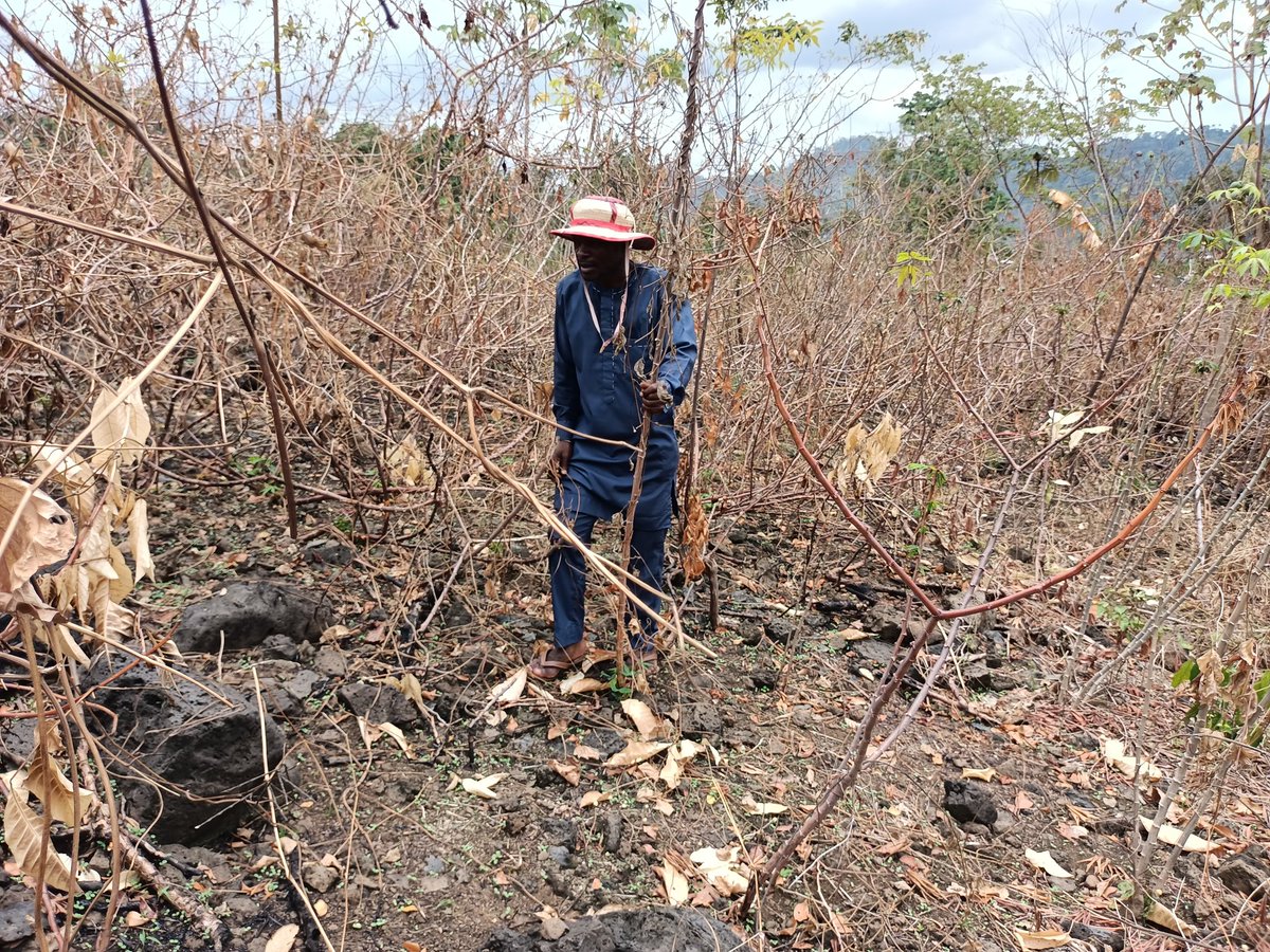 TabiJoda1's tweet photo. Apart from drought, wildfires are top on the list of disasters limiting agriculture and ecosystems restoration

Apart from crop loss, imagine the amount of carbon released when flames burn crops, and when soils are kept bare! 
Integrated risk management required!! https://t.co/kYRj7Lr6Ba