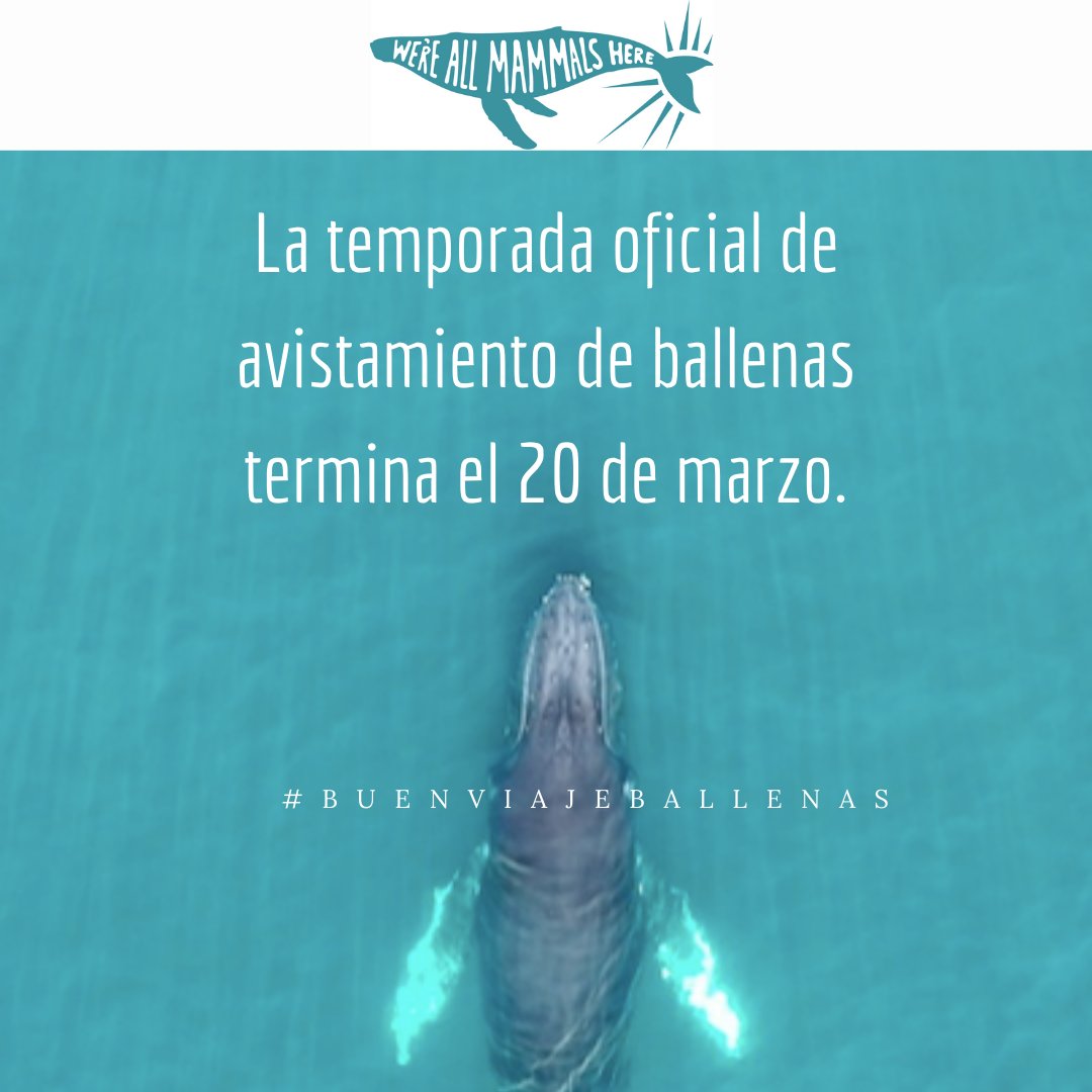 ¡Quedan 5 días para que termine la temporada oficial de avistamiento de ballenas! 
Les deseamos lo mejor en su camino al norte, esperando con ilusión que regresen con bien el próximo invierno. 💙🐋
*La temporada oficial de avistamiento de ballenas termina el 20 de marzo.*