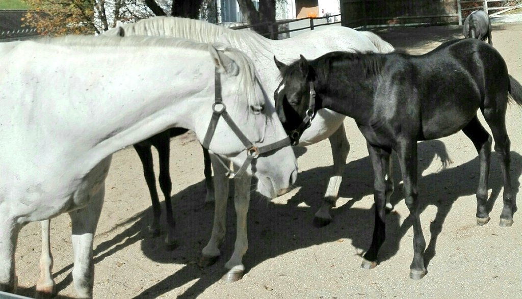 anit2691's tweet photo. Ich träumte von weißen Pferden... #Horses #Lipizzaner #Piber 💚🇦🇹 https://t.co/3DCwecxtfc https://t.co/SuQbpvEYby