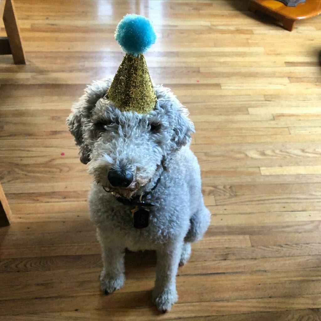 Happy birthday to Doyle/Logan Company mascot Fido who is eight today. He also tried to eat his hat, which he claims is a better as a toy than on his head. #fidoofsunsetdrive #bedlingtonterrier #mascot instagr.am/p/CMgD_uVhYr_/