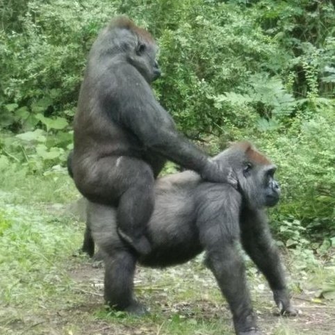 Primates tweet media